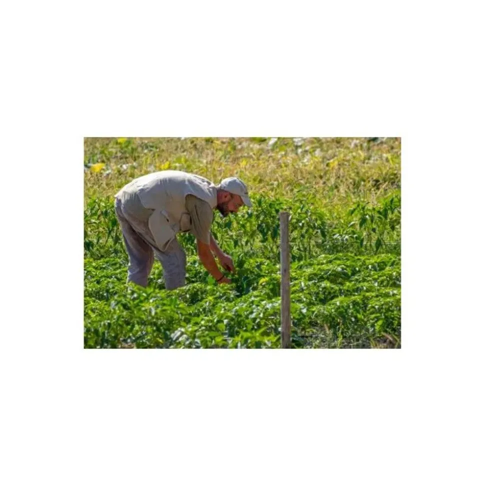 Rusti Habanero Red olie