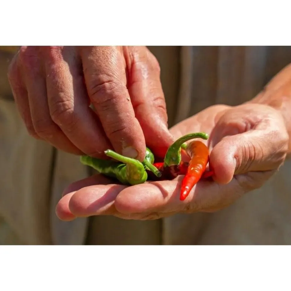 Rusti Habanero Red olie