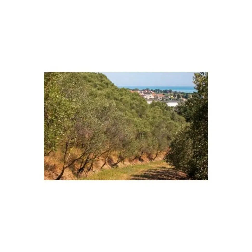 Rusti Habanero Red olie